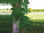 Acer saccharinum