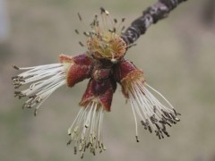 Acer saccharinum