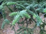 Abies pinsapo