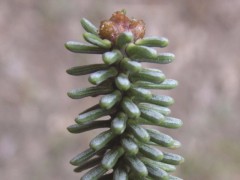 Abies pinsapo