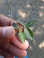 Pistacia atlantica