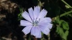 Cichorium pumilum