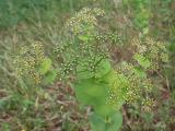 Smyrnium rotundifolium