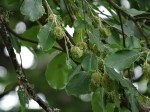 Fagus sylvatica