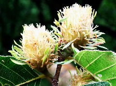 Fagus sylvatica