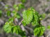 Ulmus glabra