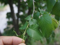 Ulmus glabra