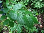 Fraxinus excelsior