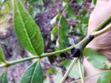 Fraxinus excelsior