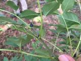 Fraxinus excelsior