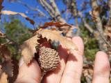 Quercus trojana