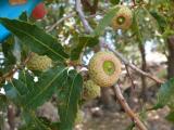 Quercus trojana