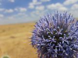 Echinops sp.