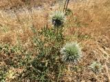 Echinops sp.