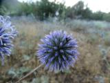 Echinops sp.