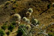 Echinops sp.