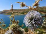 Echinops sp.