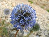 Echinops sp.