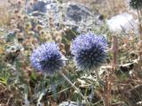 Echinops sp.