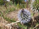 Echinops sp.