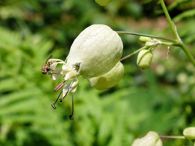 Silene vulgaris