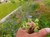 Silene vulgaris