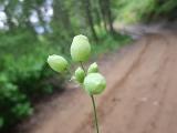 Silene vulgaris