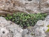 Asplenium ceterach