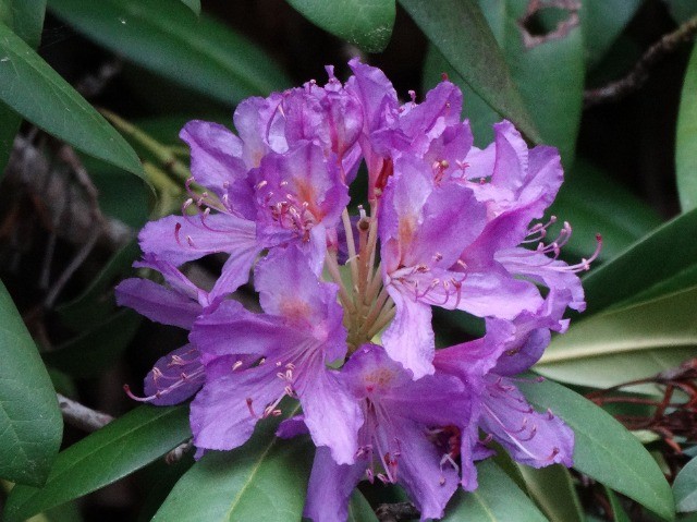 Rhododendron ponticum