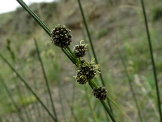 Juncus sp.