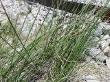 Juncus sp.