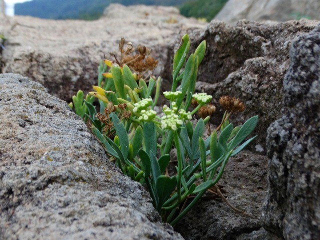 Crithmum maritimum