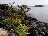 Crithmum maritimum