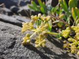 Crithmum maritimum