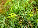 Crithmum maritimum