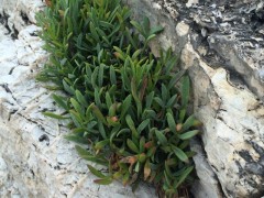 Crithmum maritimum