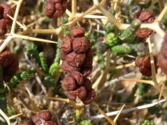 Sarcopoterium spinosum