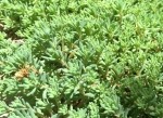 Sedum pallidum