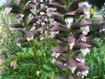 Acanthus spinosus