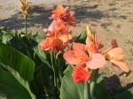 Canna indica