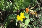 Lotus corniculatus