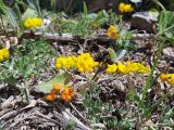 Lotus corniculatus