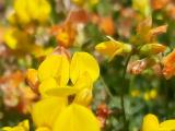 Lotus corniculatus