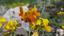 Lotus corniculatus