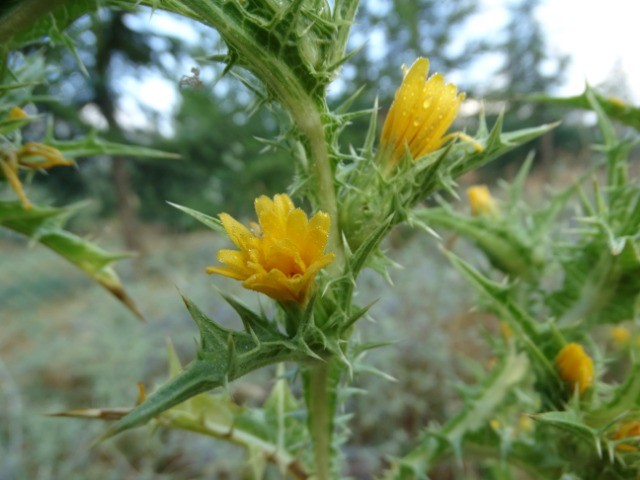 Scolymus hispanicus