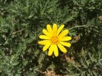 Euryops pectinatus