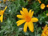 Euryops pectinatus