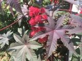 Ricinus communis