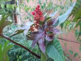 Ricinus communis