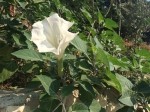 Datura innoxia